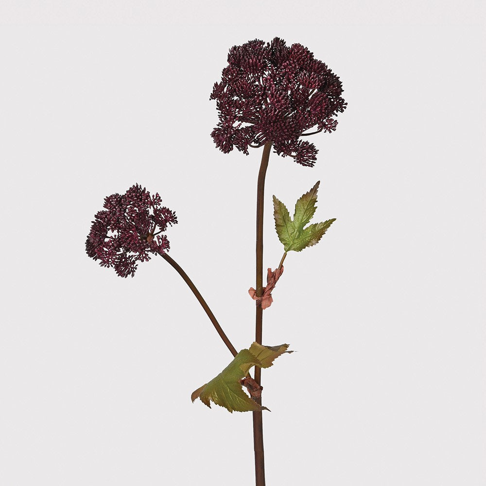 Burgundy Angelica Seed Head