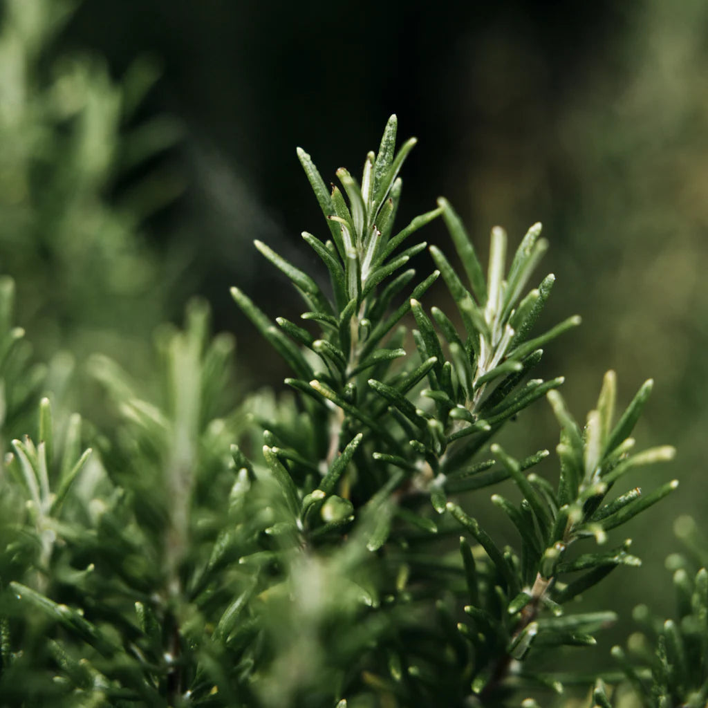 St Eval Bay & Rosemary Hand Wash - NEW!