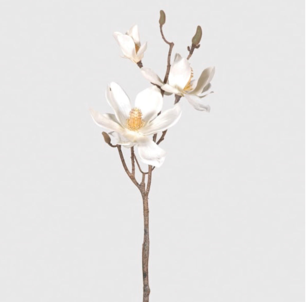 Magnolia Stem