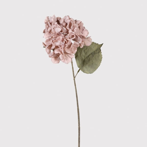Pink Hydrangea Stem