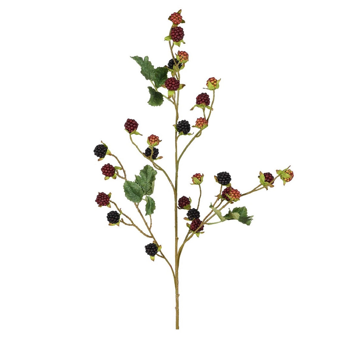 Blackberry stems