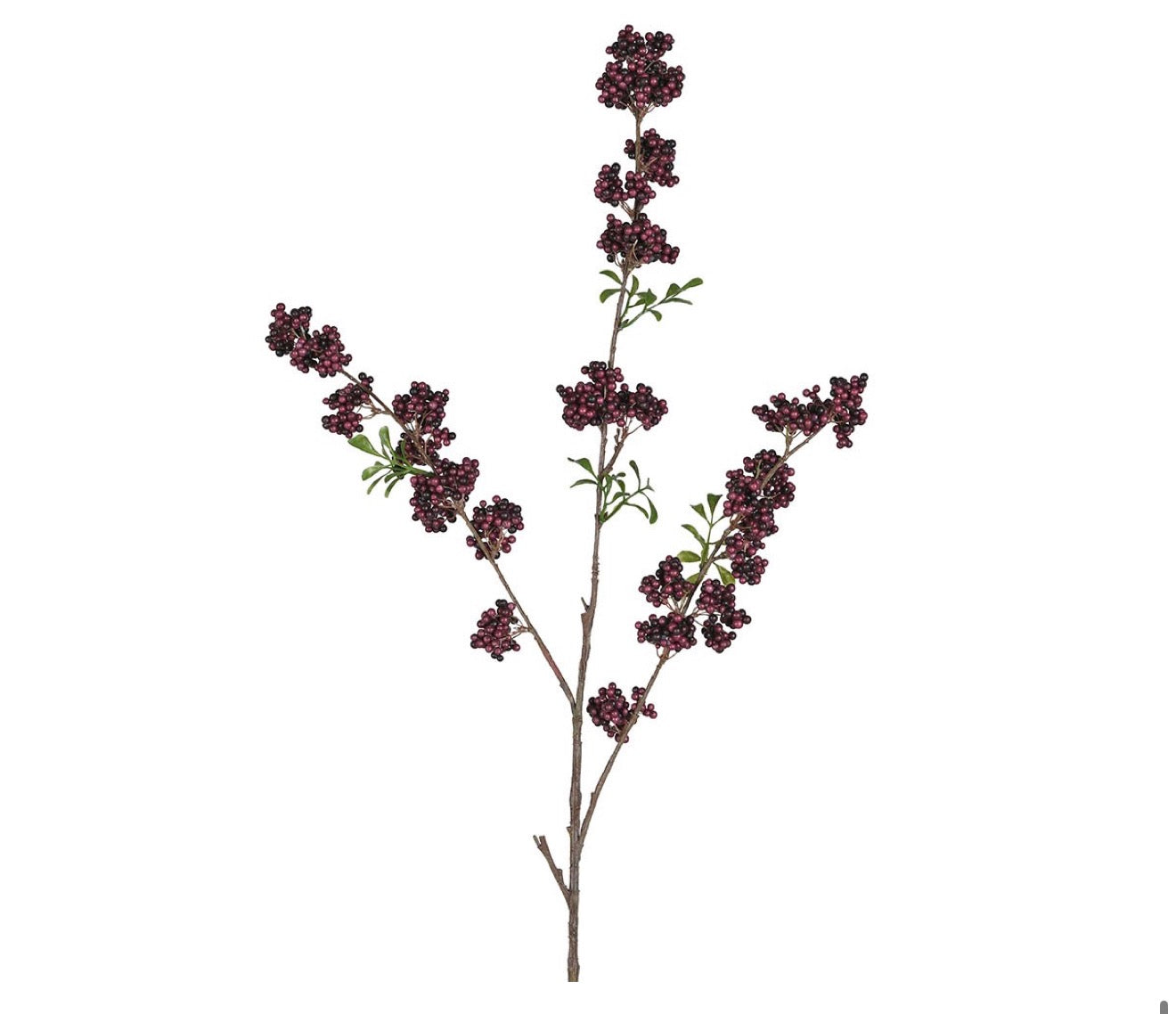 Burgandy berry stems
