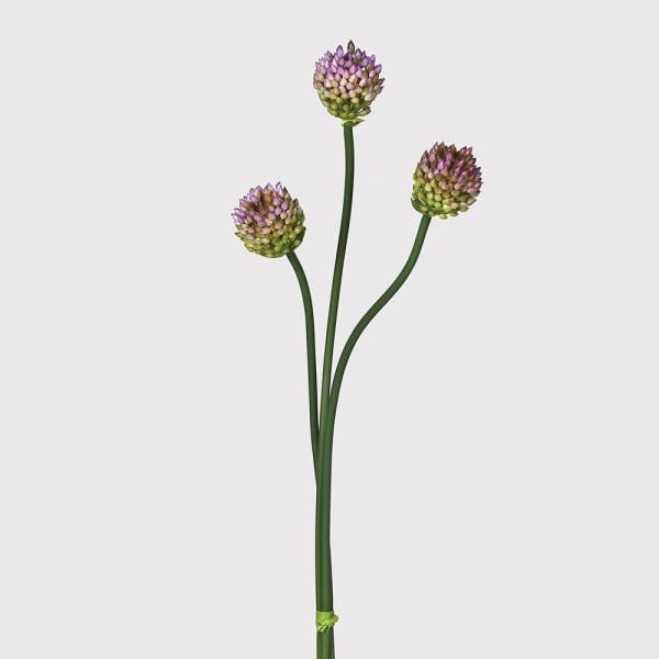 Multi Allium in Bud Branch