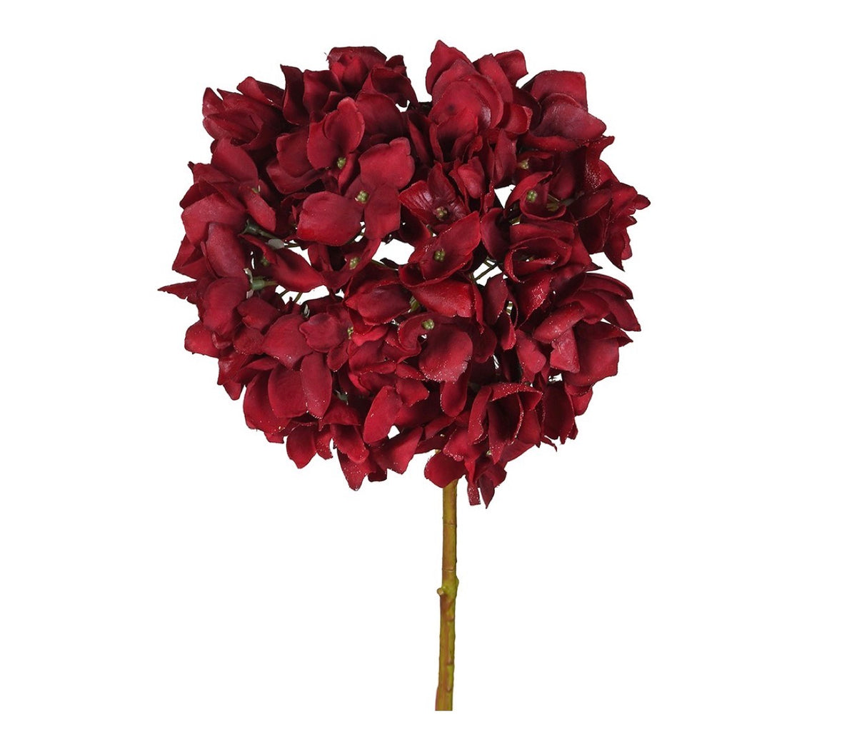Ruby red hydrangea