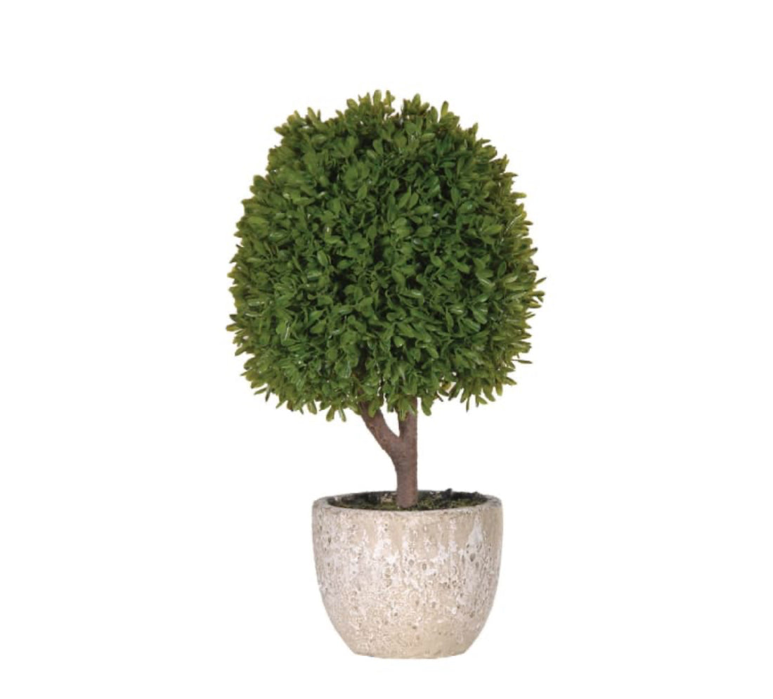Natural boxwood tree in stone pot