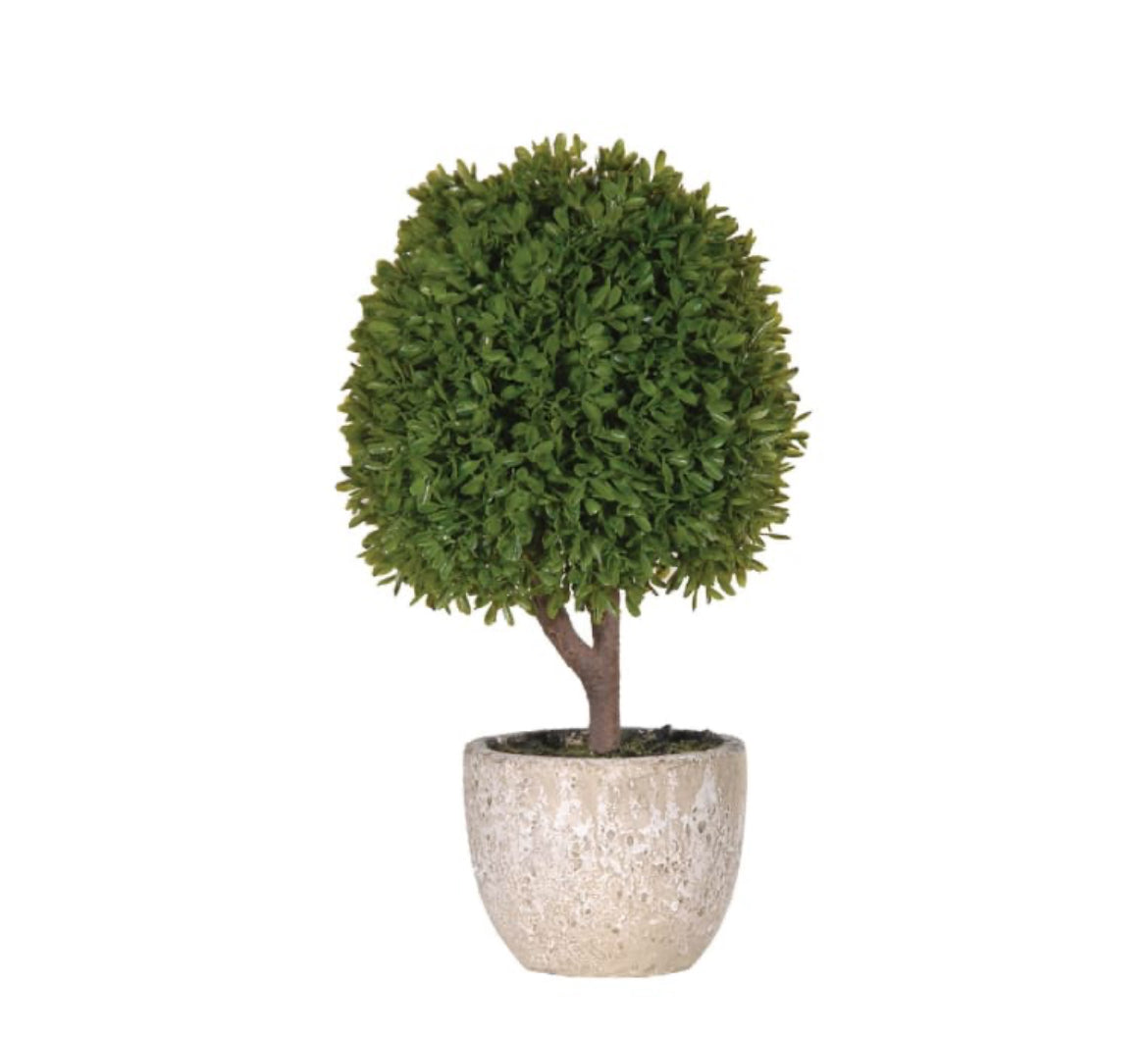 Natural boxwood tree in stone pot