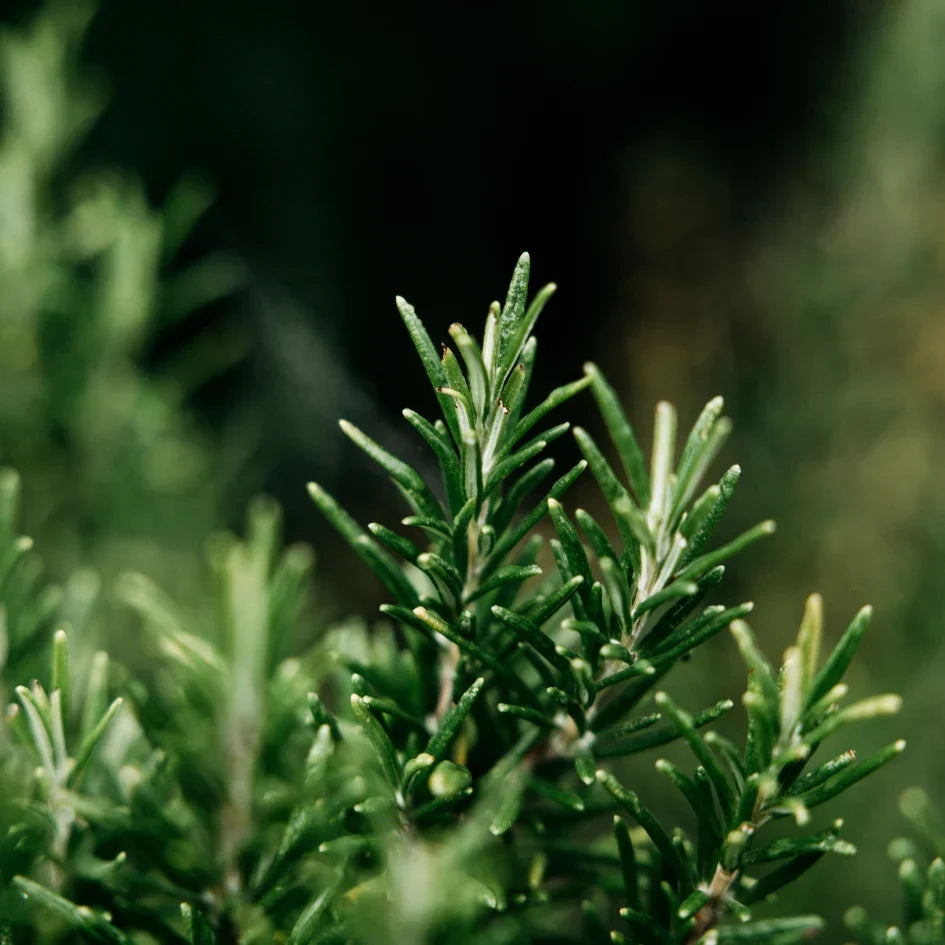 St Eval -  Bay &amp; Rosemary handcream