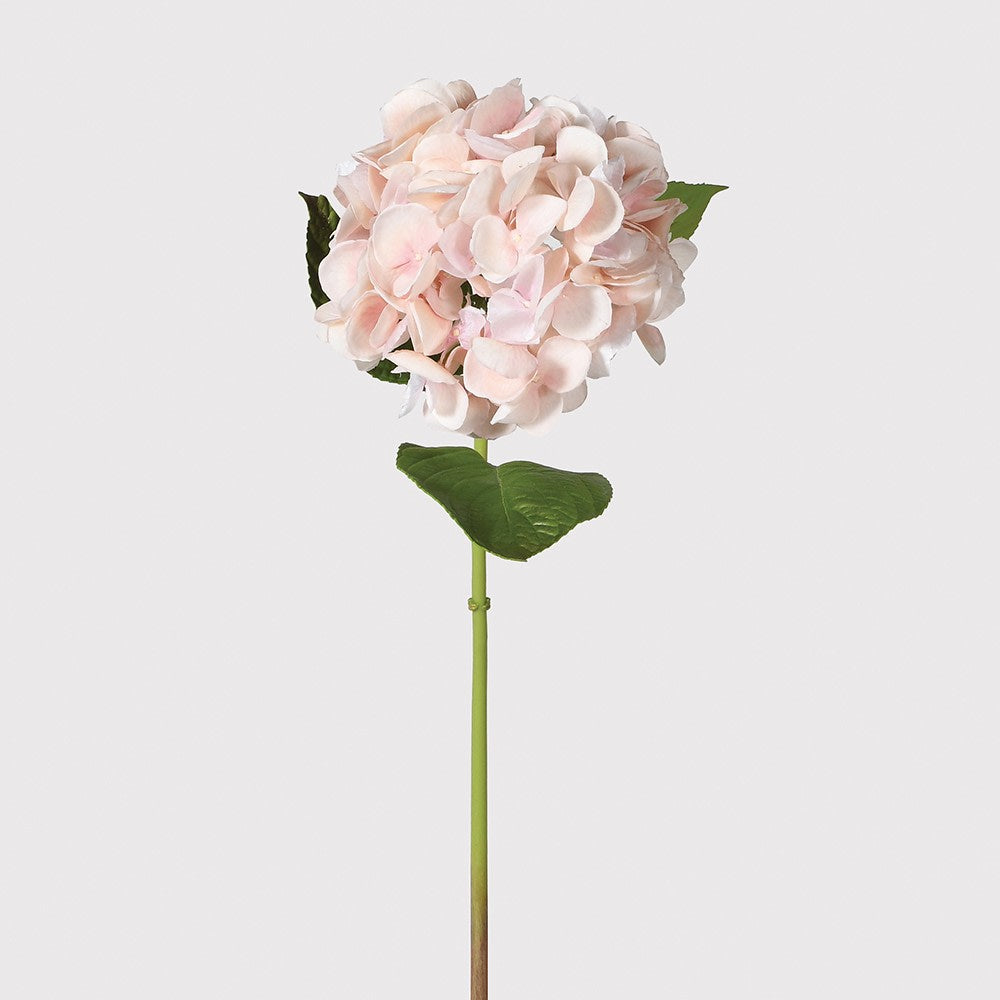 Blush Real Feel Hydrangea
