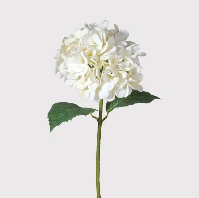 White Hydrangea Stem - ‘Real Feel’