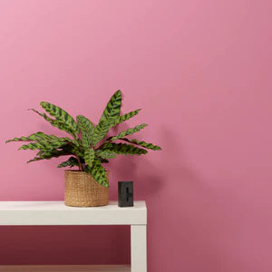 Love Letter Peel And Stick Paint Sample